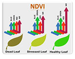 NDVI